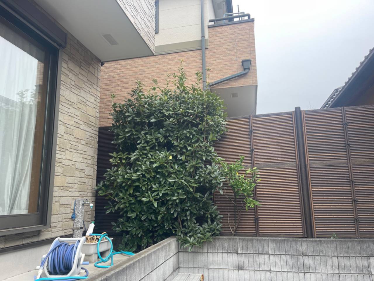 施工実績紹介No.56【横浜市泉区弥生台】キンモクセイの剪定作業を実施｜香りと美観を保つ専門剪定