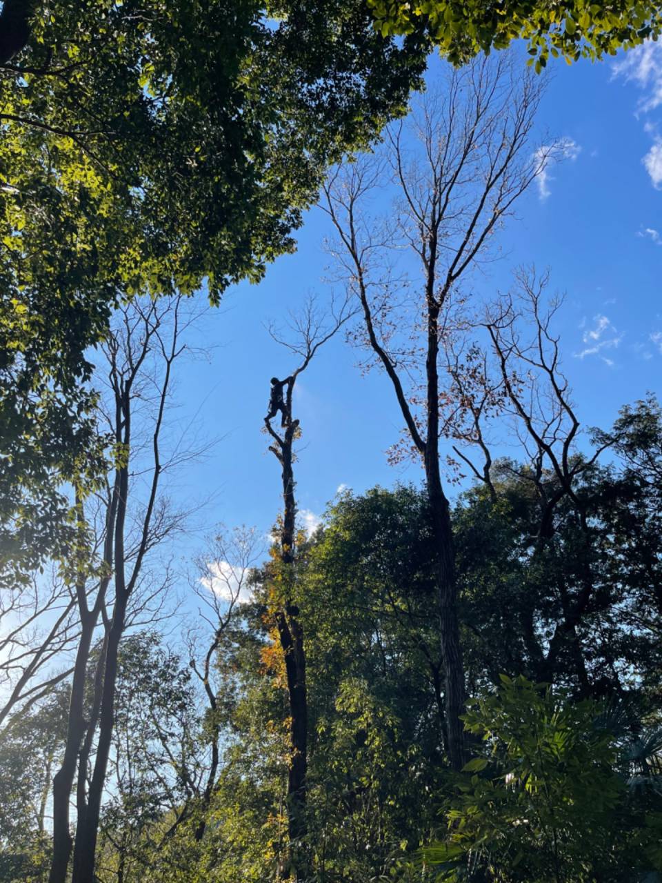 施工実績紹介No.57【横浜市緑区三保町】樹林地にて高さ20m超の大木コナラを伐採｜高所特殊伐採・危険木処理