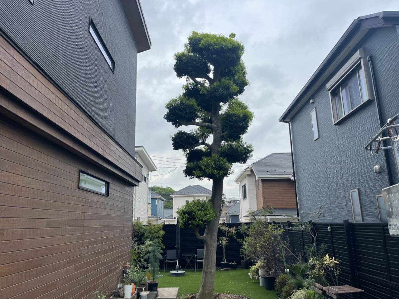 施工実績紹介No.61【横浜市瀬谷区阿久和東】お庭のモチノキ玉物を美しく刈込｜形を整える専門剪定