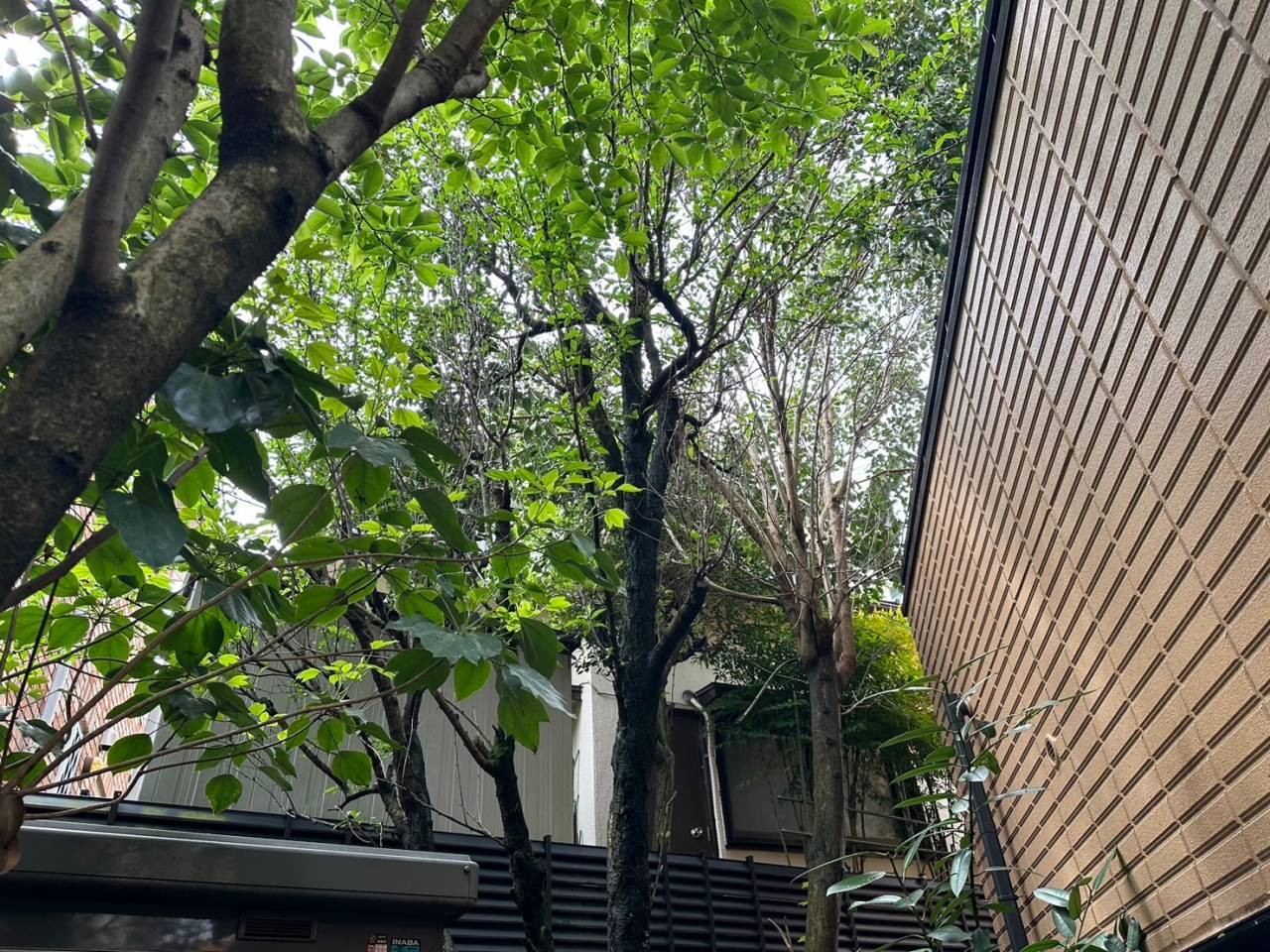 施工実績紹介No.62【横浜市緑区十日市場】お庭の樹木伐採作業を実施｜安全で確実な庭木撤去