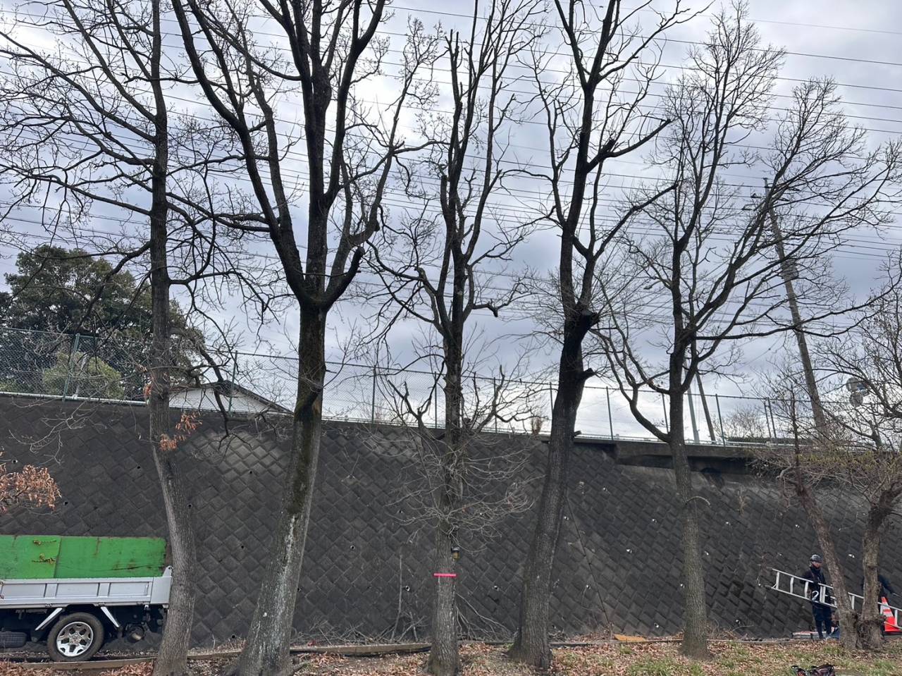 施工実績紹介No.63【横浜市泉区和泉町】学校敷地内のコナラを伐採｜高所作業車を使用した安全な高木伐採作業