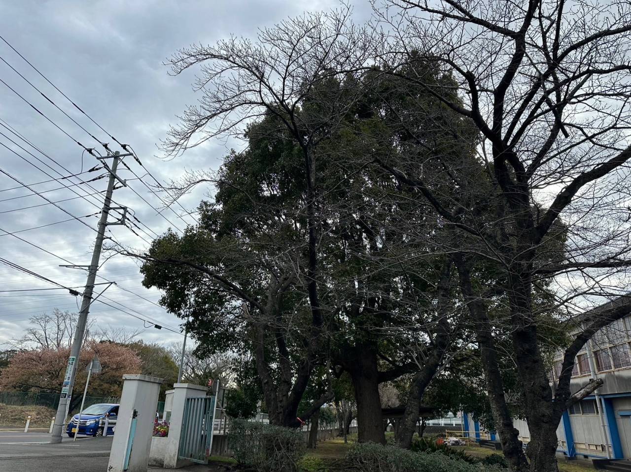 施工実績紹介No.64【横浜市泉区和泉町】学校敷地内のソメイヨシノを伐採｜高所作業車を使用した安全施工