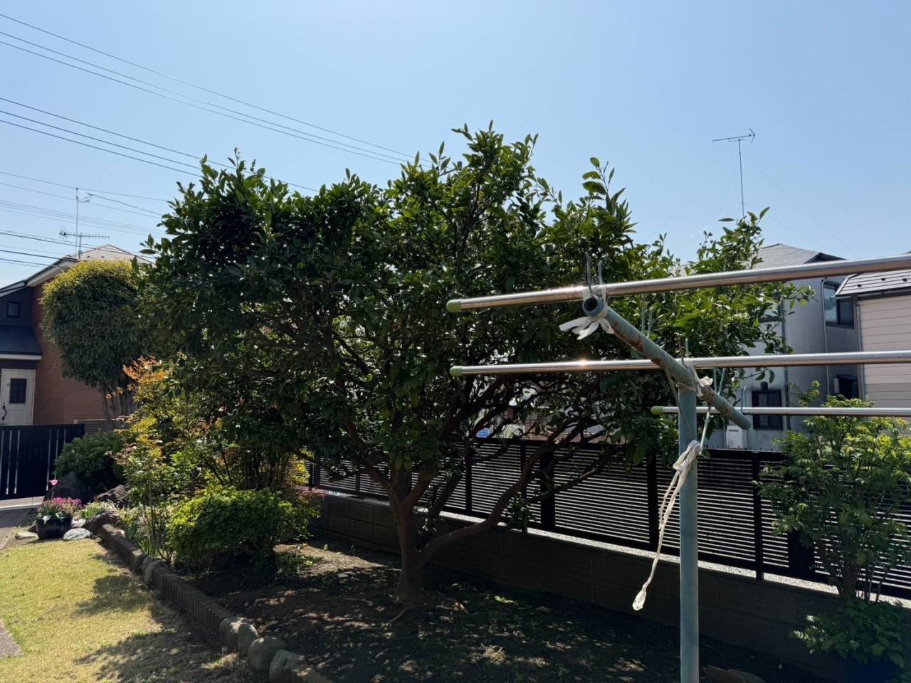 施工実績紹介No.65【横浜市瀬谷区瀬谷】お庭のナツミカンを剪定｜果樹の健康管理と実つきを良くする専門剪定