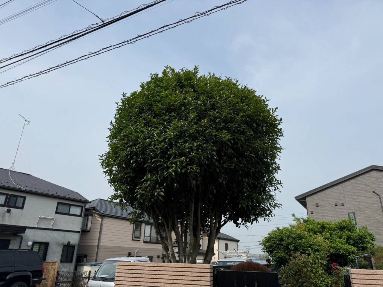 施工実績紹介No.66【横浜市瀬谷区瀬谷】お庭のキンモクセイを剪定｜樹形を整え花つきを促す専門剪定