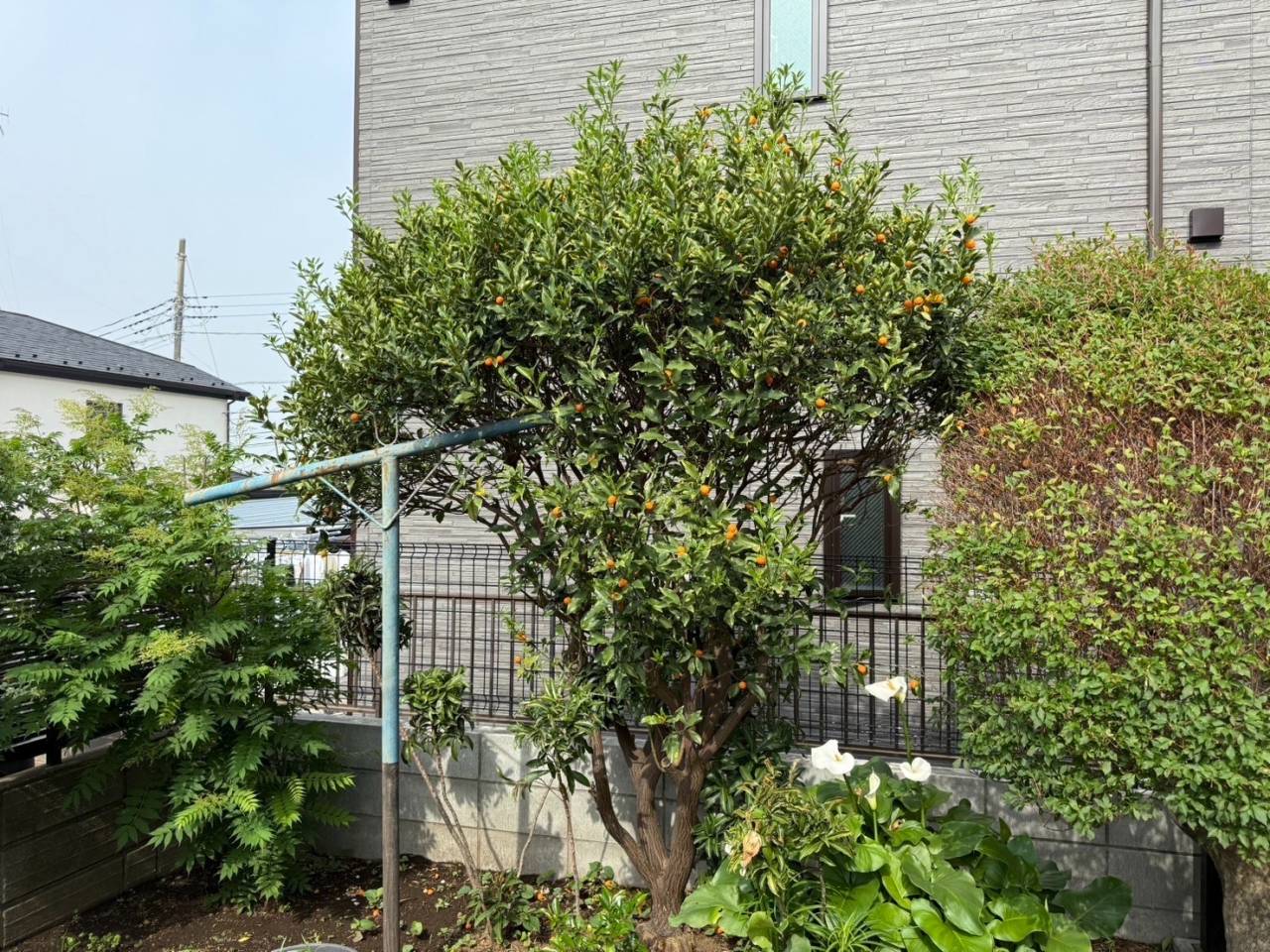 施工実績紹介No.87【横浜市瀬谷区瀬谷】お庭の除草・キンカン／レモン／ナツミカンの剪定作業を実施｜柑橘類を健康に育てる庭管理