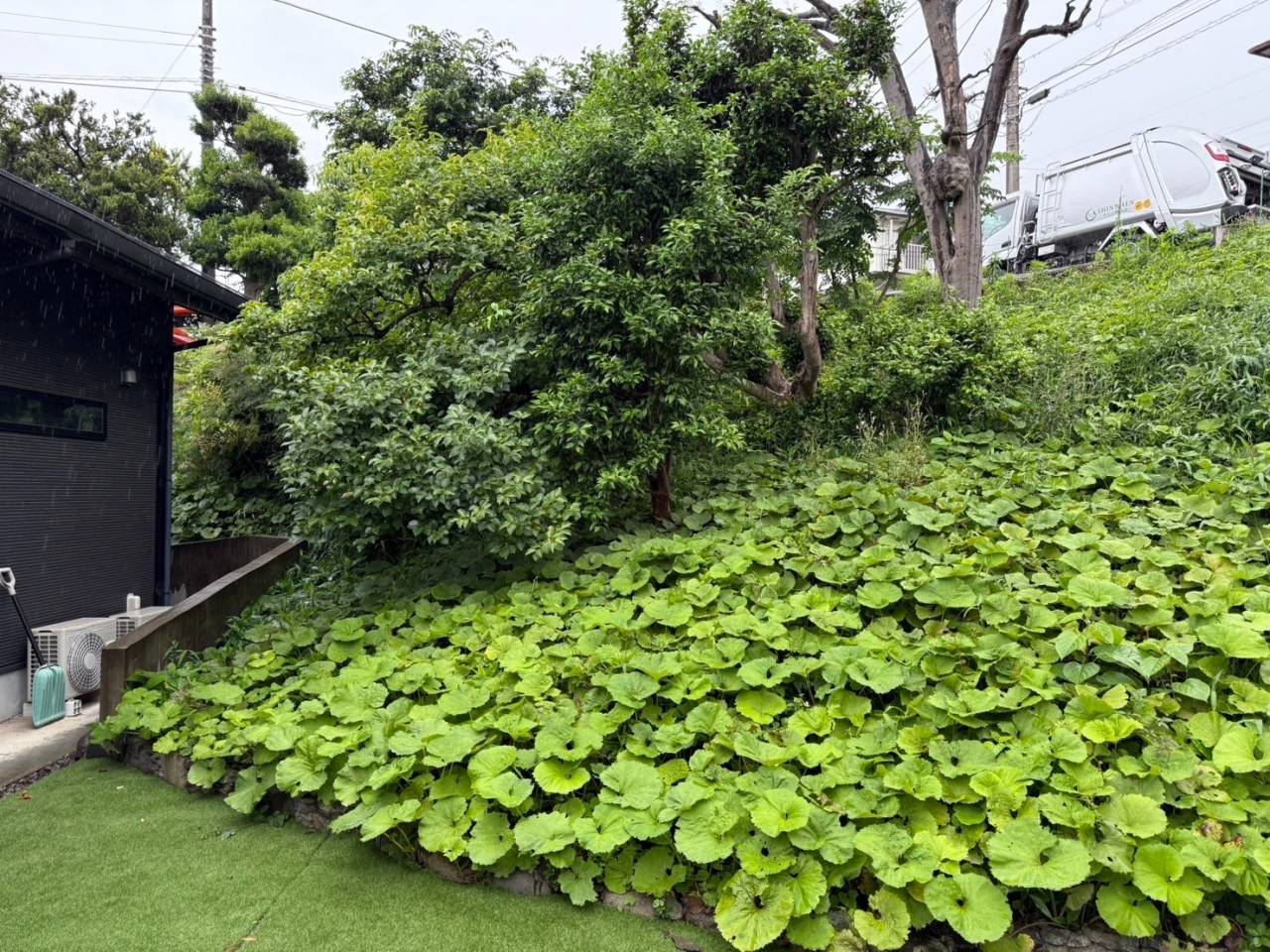 施工実績紹介No.68【横浜市瀬谷区阿久和東】モッコク・ツバキ・カキ・ナンテン・ユズなど多種類の庭木を剪定｜美しい樹形を保つ専門剪定