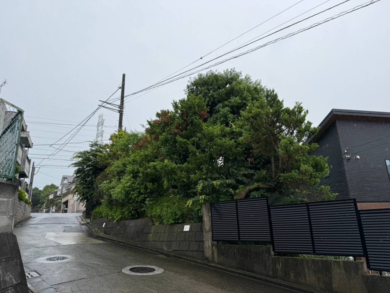 施工実績紹介No.69【横浜市瀬谷区阿久和東】シラカシ・ヒバ・ビワ・サンゴジュ・ケヤキの剪定作業を実施｜庭木の健康と景観を整える専門剪定