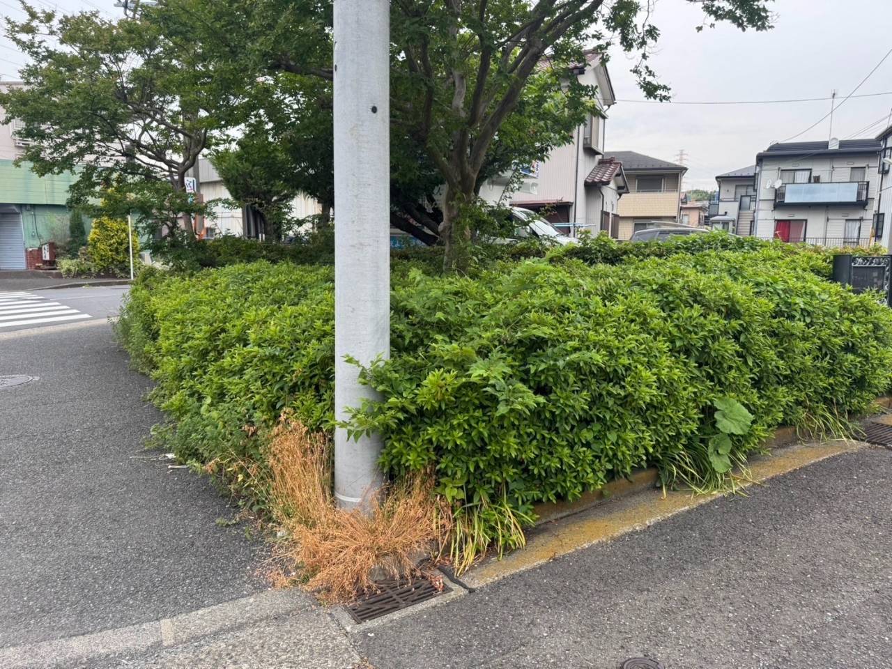 施工実績紹介No.72【横浜市都筑区東山田】街路の除草とオオムラサキツツジ・ヒイラギモクセイの刈込作業を実施｜安全で美しい道路環境づくり