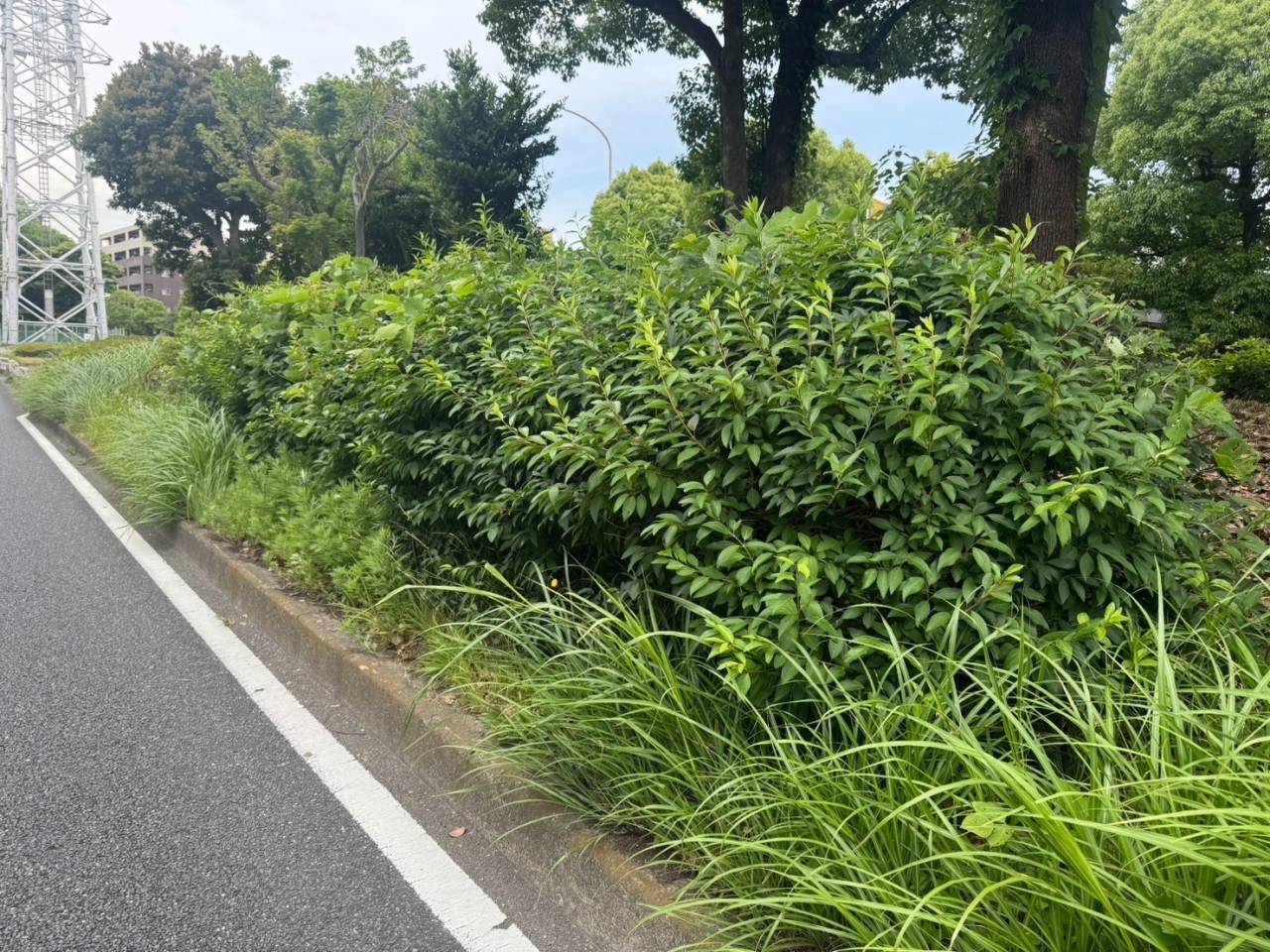 施工実績紹介No.73【横浜市都筑区茅ヶ崎】街路の中央分離帯で除草・刈込作業を実施｜オオムラサキツツジ・サザンカ・ツバキを安全管理