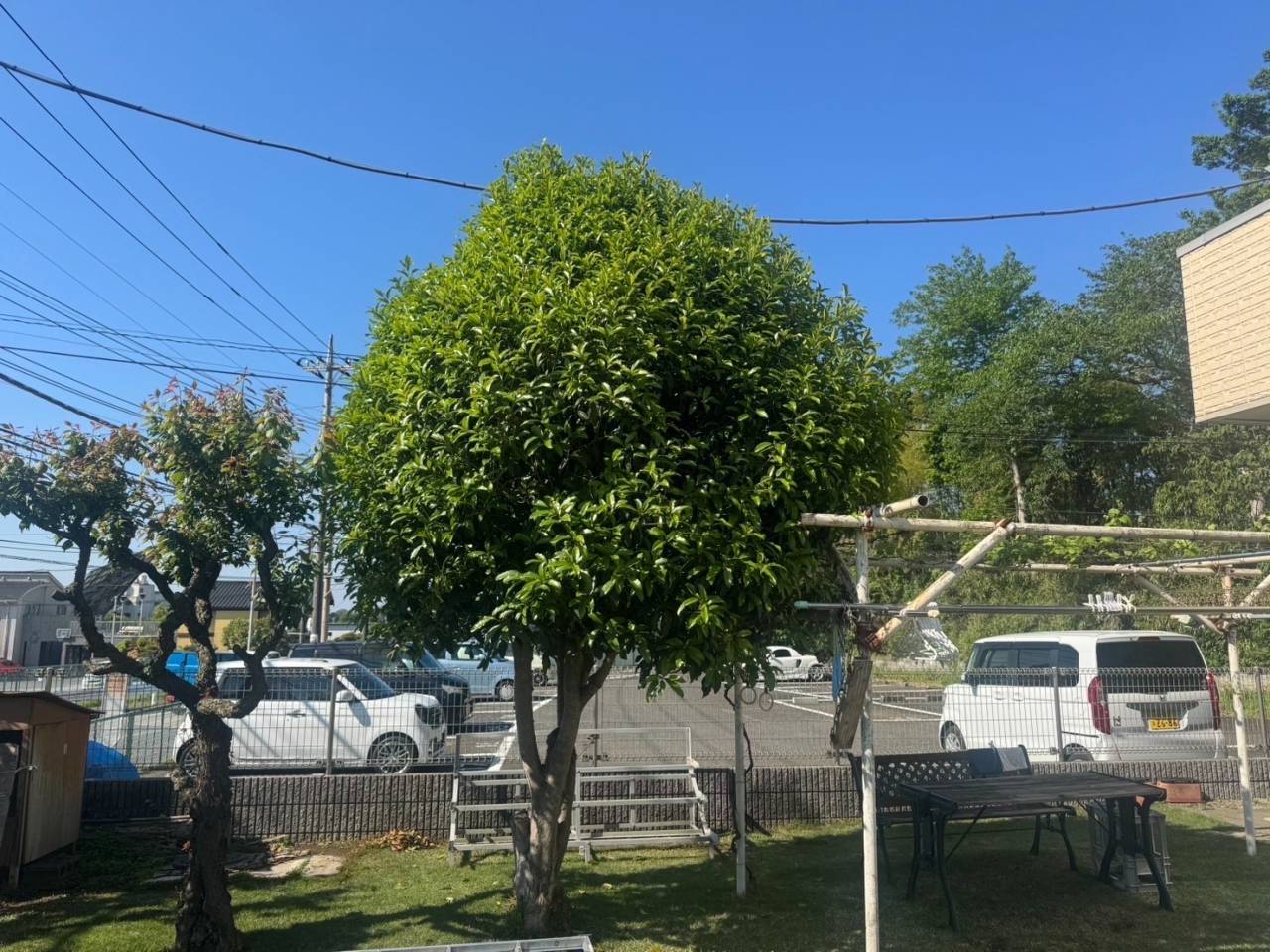 施工実績紹介No.74【横浜市戸塚区俣野町】キンモクセイ・ウメ・カキ・ザクロの剪定作業を実施｜庭木と果樹を丁寧に整える専門剪定
