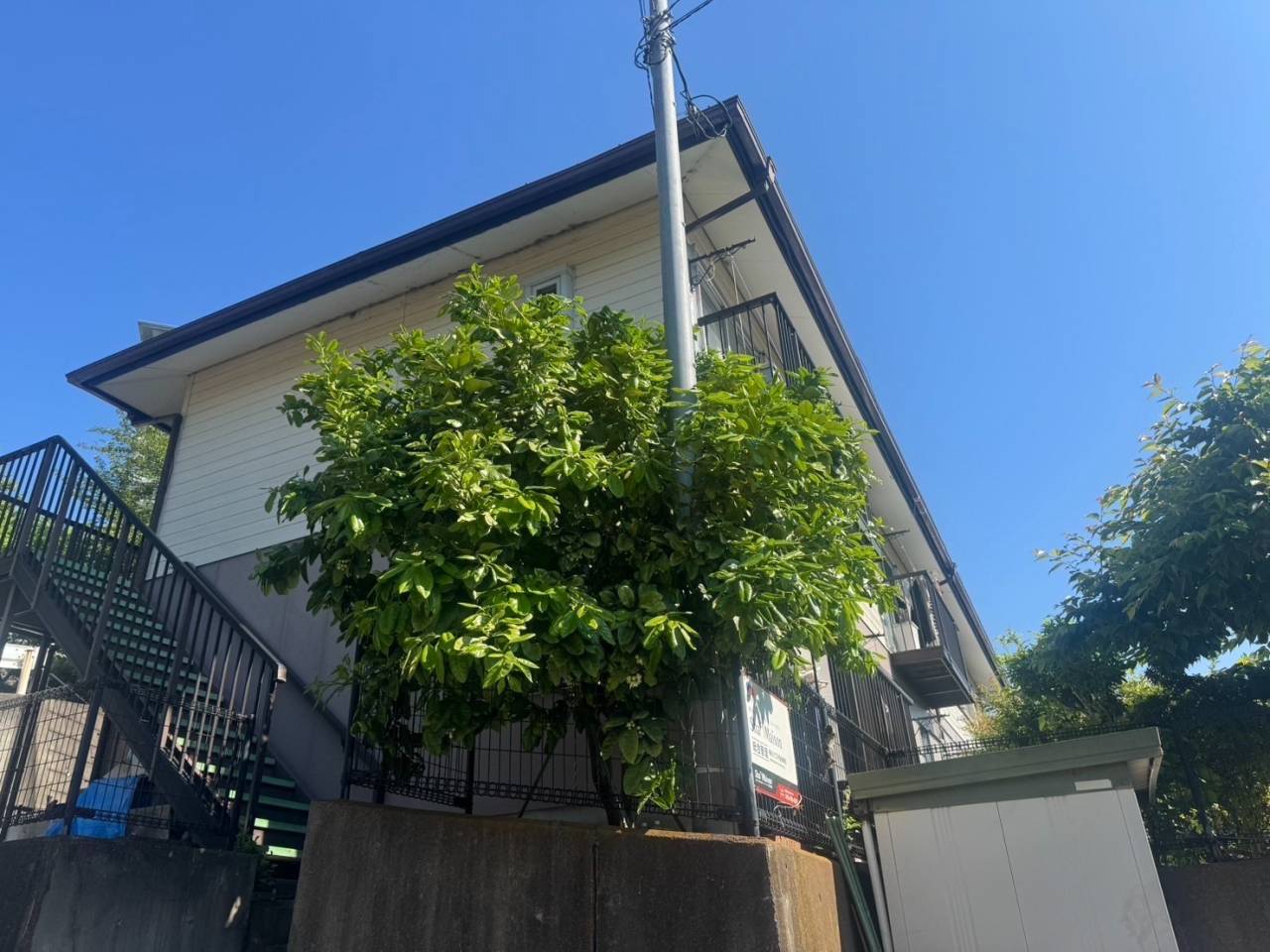 施工実績紹介No.75【横浜市戸塚区俣野町】お庭のミカン・ユズ・ハッサクを剪定｜柑橘類の実つきを考えた果樹剪定作業