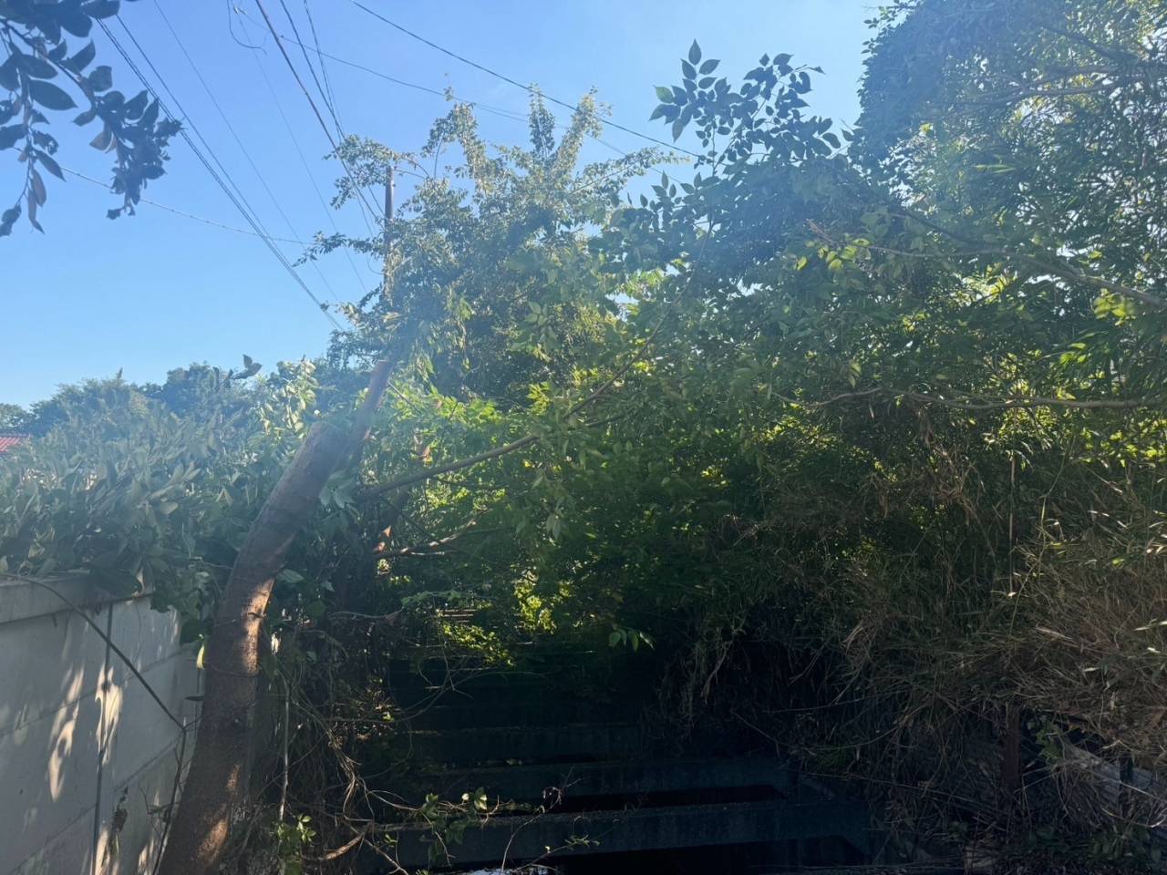 施工実績紹介No.79【横浜市瀬谷区中屋敷】河川水路の除草・実生木伐採・竹伐採作業を実施｜安全で機能的な水路環境を維持