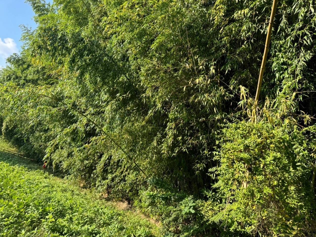 施工実績紹介No.80【横浜市港南区日野南】公園内の竹伐採・防草シート撤去作業を実施｜安全で利用しやすい公園環境へ