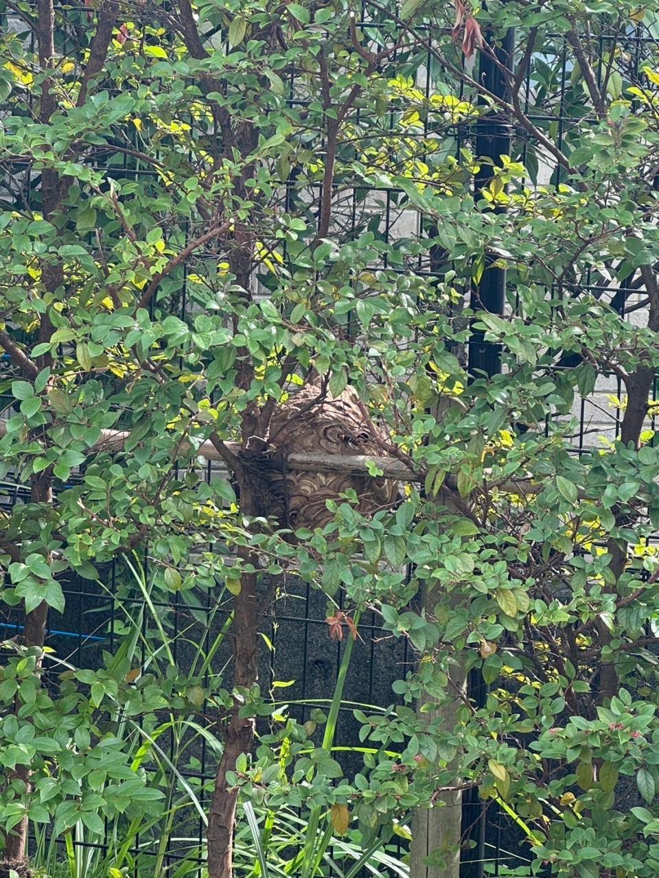 施工実績紹介No.82【横浜市旭区今宿】緑道の生垣でスズメバチの巣除去作業を実施｜早期対応で安全な歩行環境を確保