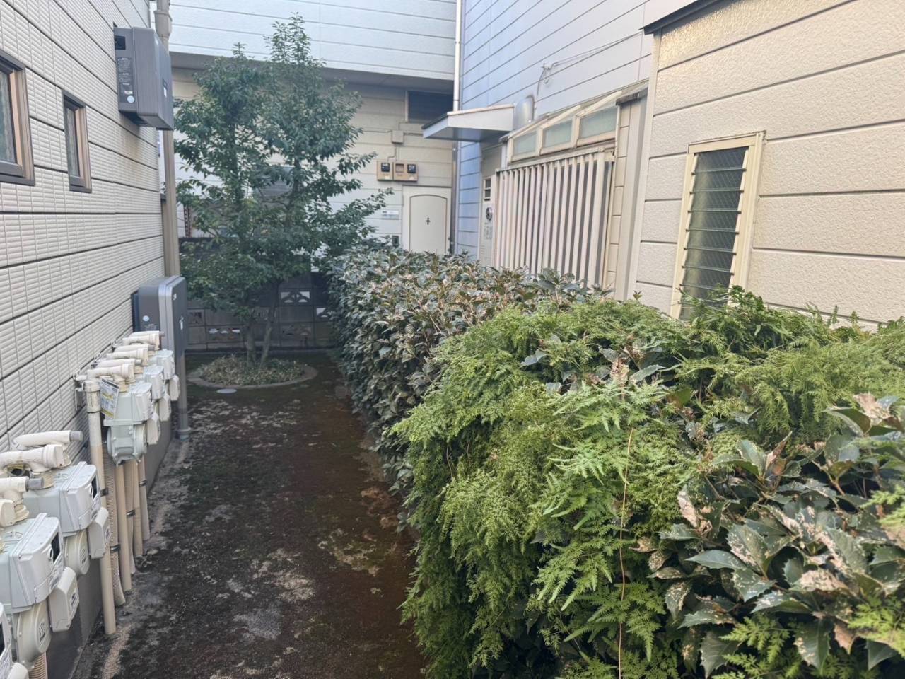 施工実績紹介No.86【大田区】アパート敷地の除草・ヒイラギモクセイ刈込・ソヨゴ剪定を実施｜共用部の美観と管理性を向上