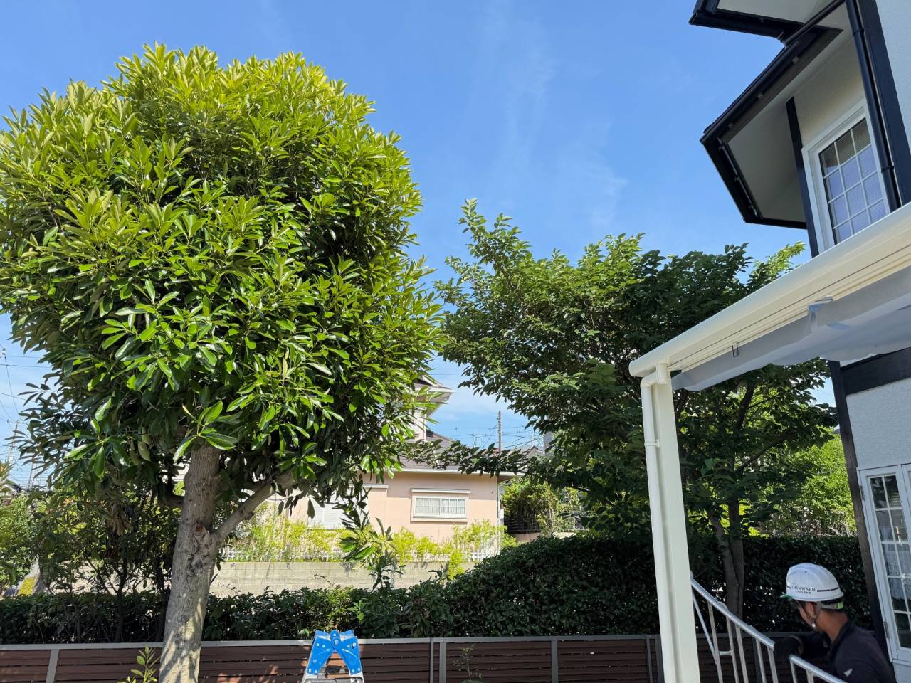 施工実績紹介No.90【横浜市泉区緑園】お庭のマテバシイ・クワノキ剪定作業を実施｜大きくなりやすい庭木を安全・丁寧に管理