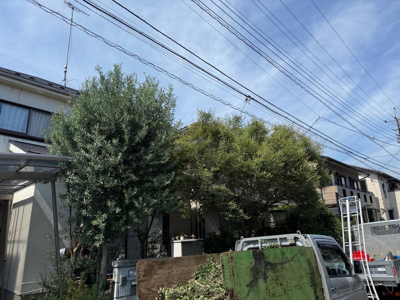 施工実績紹介No.102【横浜市瀬谷区下瀬谷】お庭のオリーブ・ヒメシャラ剪定作業を実施｜樹形と風通しを整える庭木管理