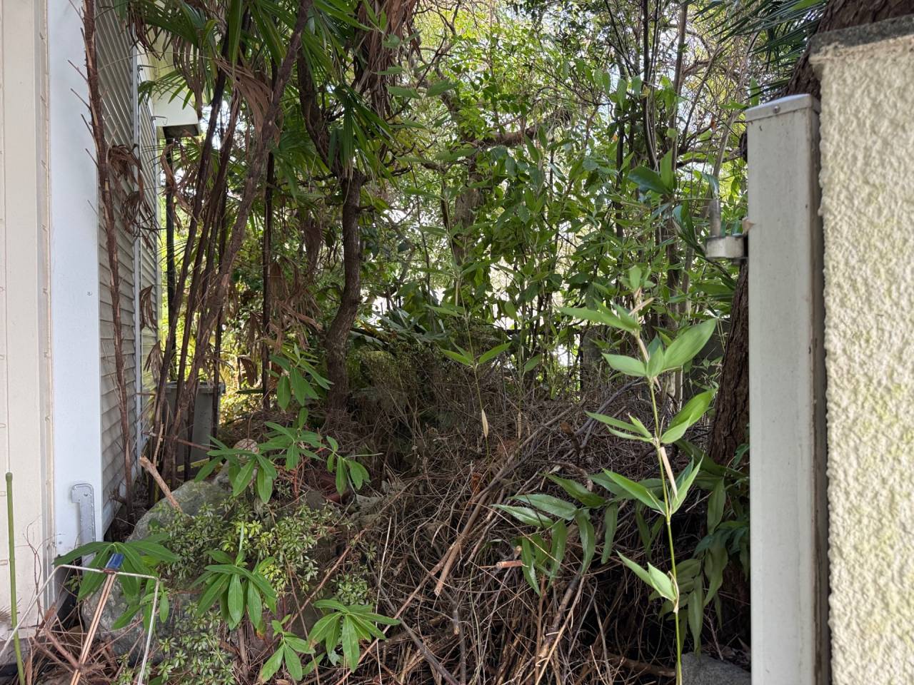 施工実績紹介No.105【横浜市瀬谷区阿久和東】空家の草刈・約30本の樹木伐採作業を実施｜ウメ・ユズは剪定で対応