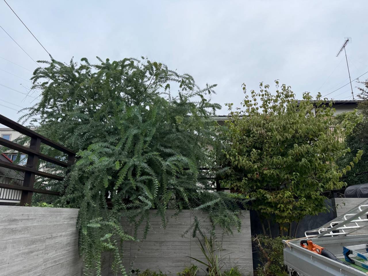 施工実績紹介No.110【横浜市瀬谷区阿久和東】お庭のミモザ・ヤマボウシ剪定作業を実施｜樹形と花を大切にした庭木管理