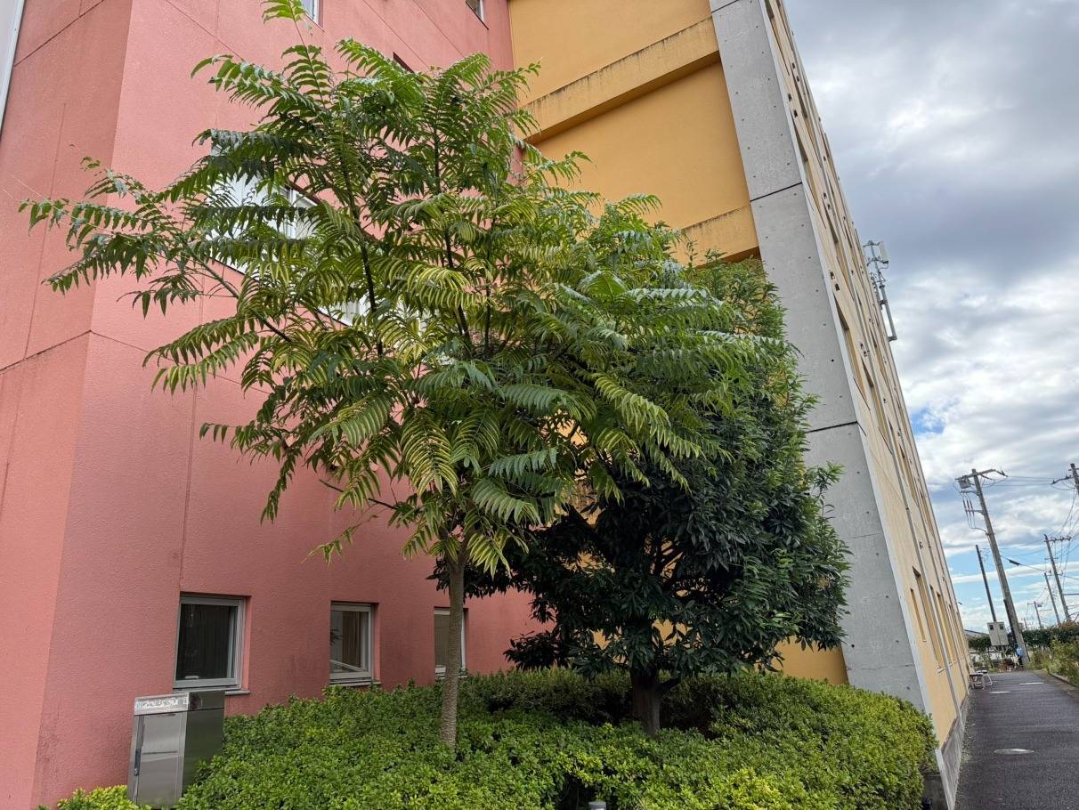 施工実績紹介No.117【横浜市泉区中田町】商業施設のアラカシ剪定・カラスザンショウ伐採作業を実施｜安全性と景観を両立した植栽管理