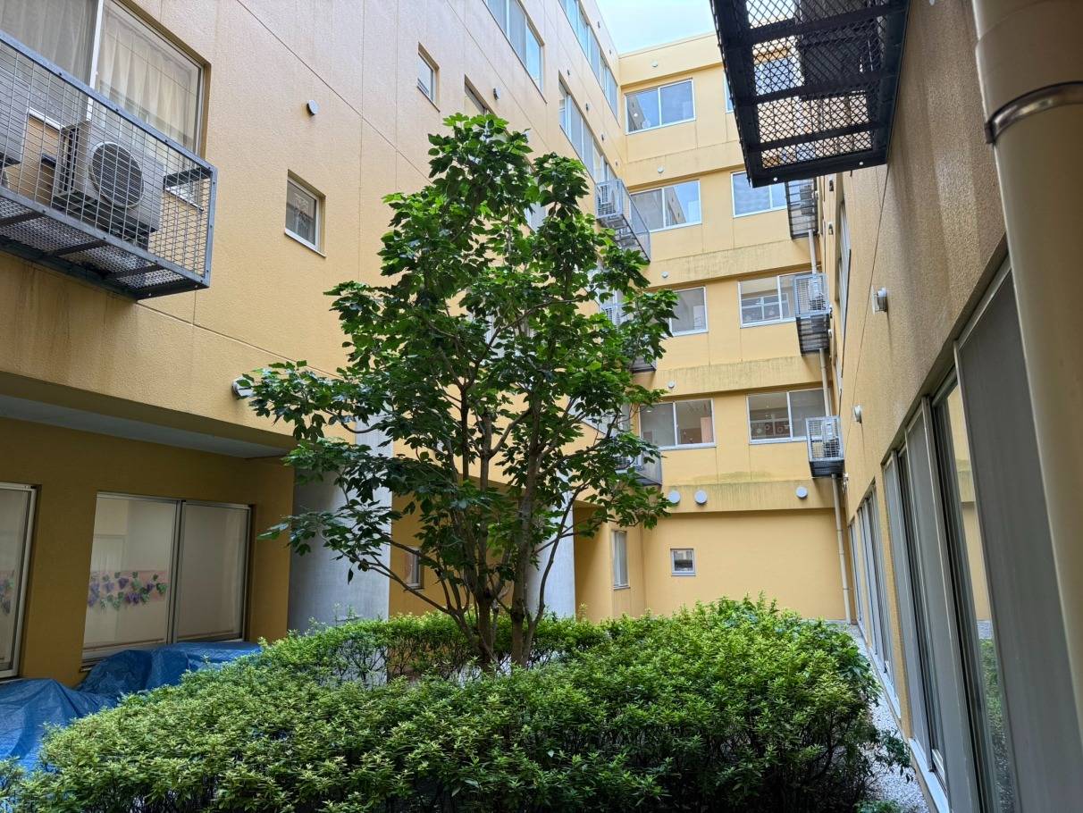 施工実績紹介No.119【横浜市泉区中田町】商業施設のカクレミノ・ハナミズキ剪定作業を実施｜景観と安全性を両立した樹木管理