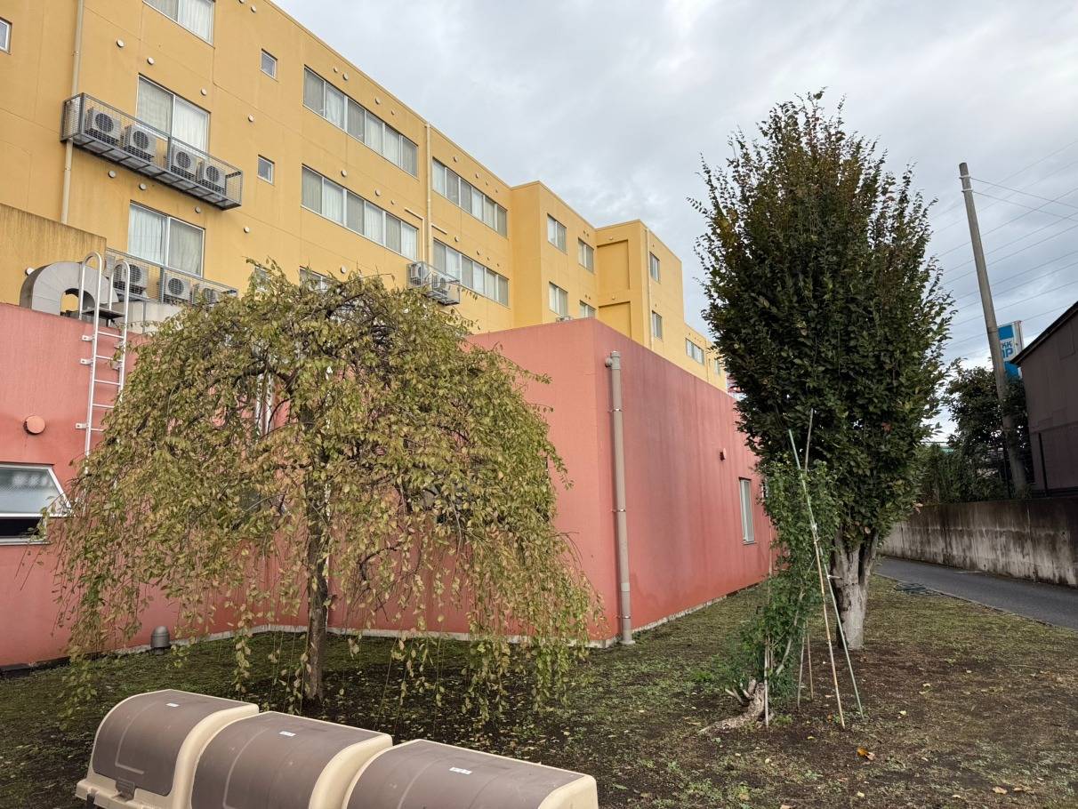 施工実績紹介No.120【横浜市泉区中田町】商業施設のシダレウメ・ケヤキ剪定作業を実施｜景観と安全性を両立した樹木管理