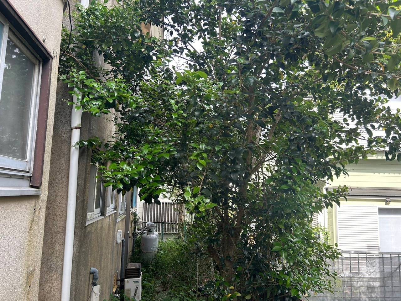 施工実績紹介No.129【横浜市瀬谷区相沢】空家の草刈・樹木伐採作業を実施｜放置リスクを防ぐための敷地管理