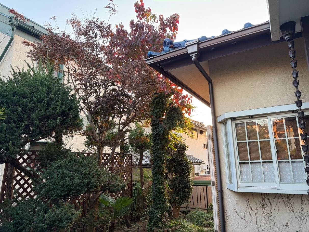 施工実績紹介No.135【横浜市瀬谷区阿久和東】お庭のハナミズキ剪定と幹に巻き付いたアイビー除去作業を実施｜樹木の健康を守る管理作業