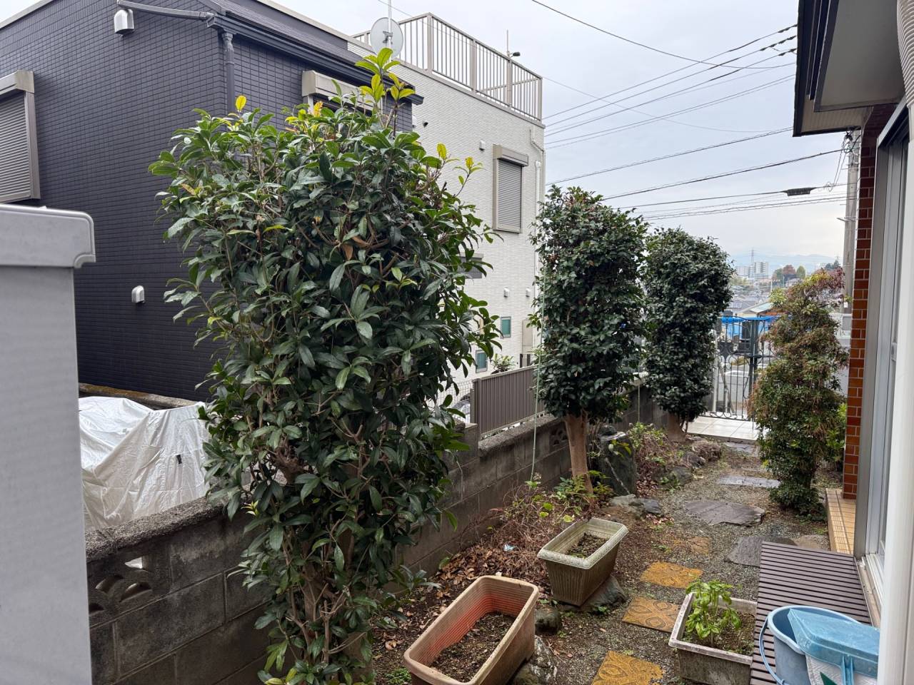 施工実績紹介No.137【横浜市瀬谷区北新】お庭のキンモクセイ・サザンカを強剪定作業｜大きくなり過ぎた庭木をリセット