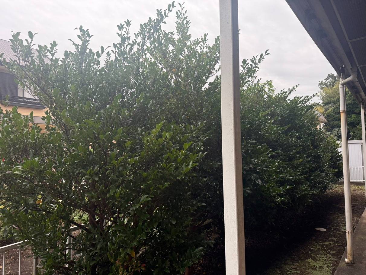 施工実績紹介No.139【藤沢市高倉】アパートのサカキ・マサキを強剪定および間引き伐採作業｜景観と安全性を両立した植栽管理