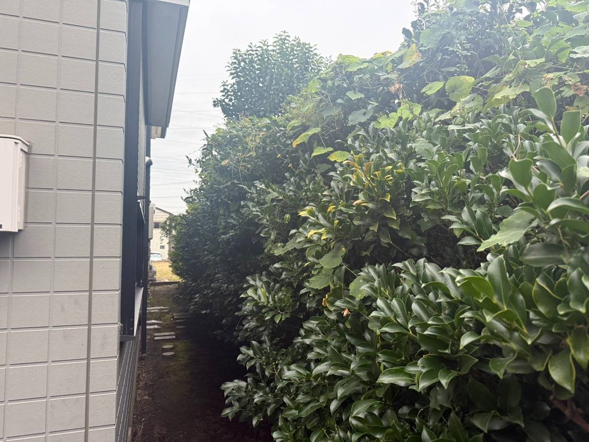 施工実績紹介No.140【藤沢市高倉】アパートのモチノキ・マサキを強剪定および間引き伐採作業｜集合住宅の植栽を計画的に整理