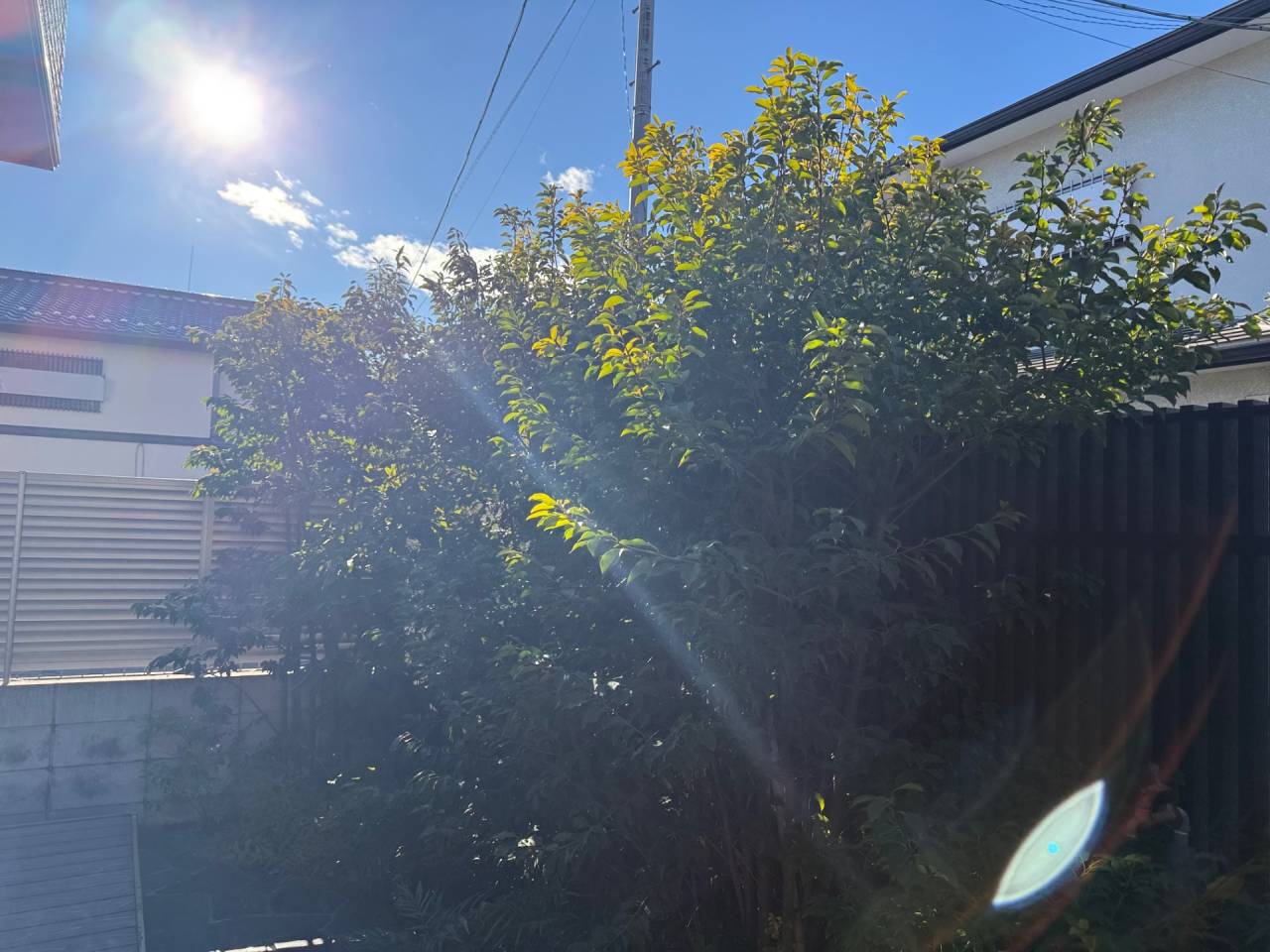 施工実績紹介No.144【中野区若宮】お庭のソヨゴ・シャクナゲ・ウメ・ヒメシャラ剪定作業を実施｜樹木の健康と景観を整える庭木管理