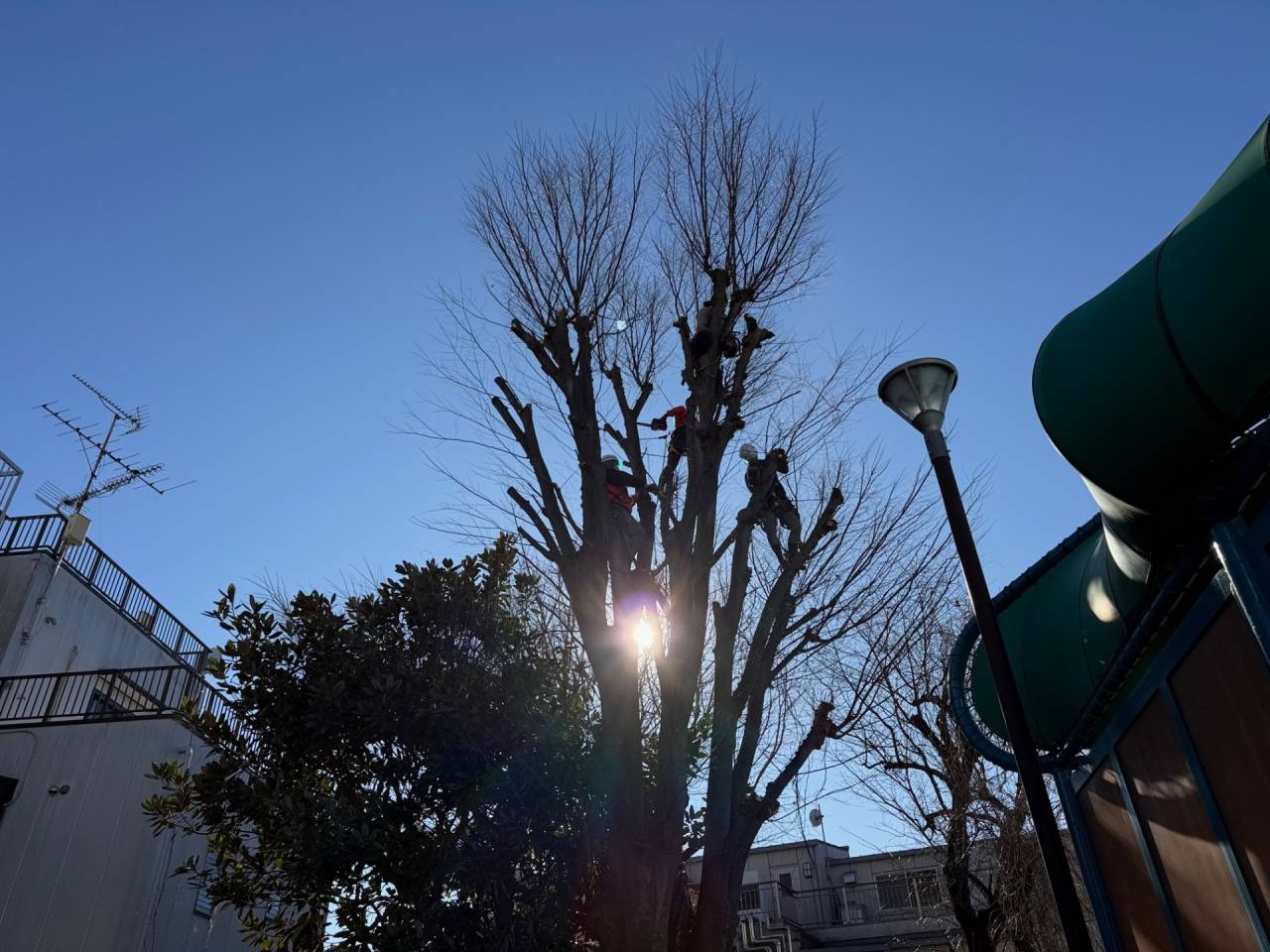 施工実績紹介No.151【横浜市旭区白根】学校のケヤキ・タイサンボク・コナラ・エノキを強剪定作業｜安全性と樹勢を考慮した樹木管理