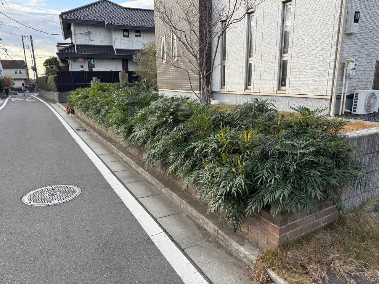 施工実績紹介No.158【横浜市瀬谷区北新】お庭のマホニアコンフューサーを透かし剪定｜風通しと美観を両立した庭木管理