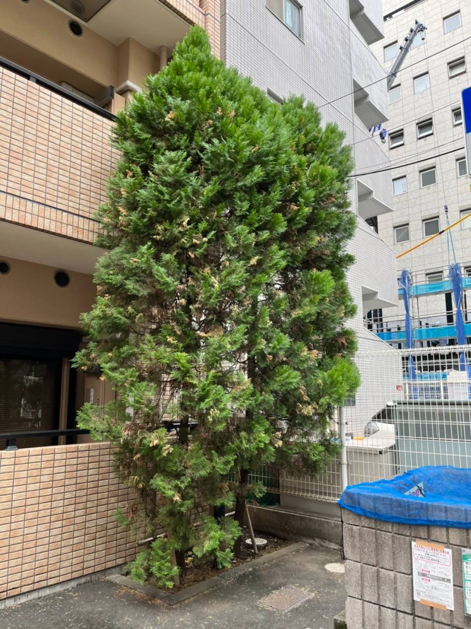 施工実績紹介No.163【横浜市西区岡野】マンションのゴールドクレストを剪定作業｜共用部の景観と安全性を維持