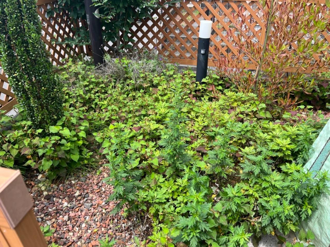 施工実績紹介No.166【横浜市緑区中山】お庭の人力除草作業を実施｜根から丁寧に雑草を除去し美しい庭へ