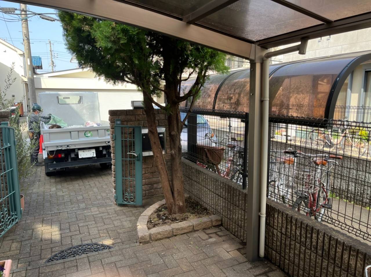 施工実績紹介No.161【町田市鶴間】ゴールドクレストを抜根しヤマボウシを新植｜庭木の入れ替えで管理しやすい庭へ