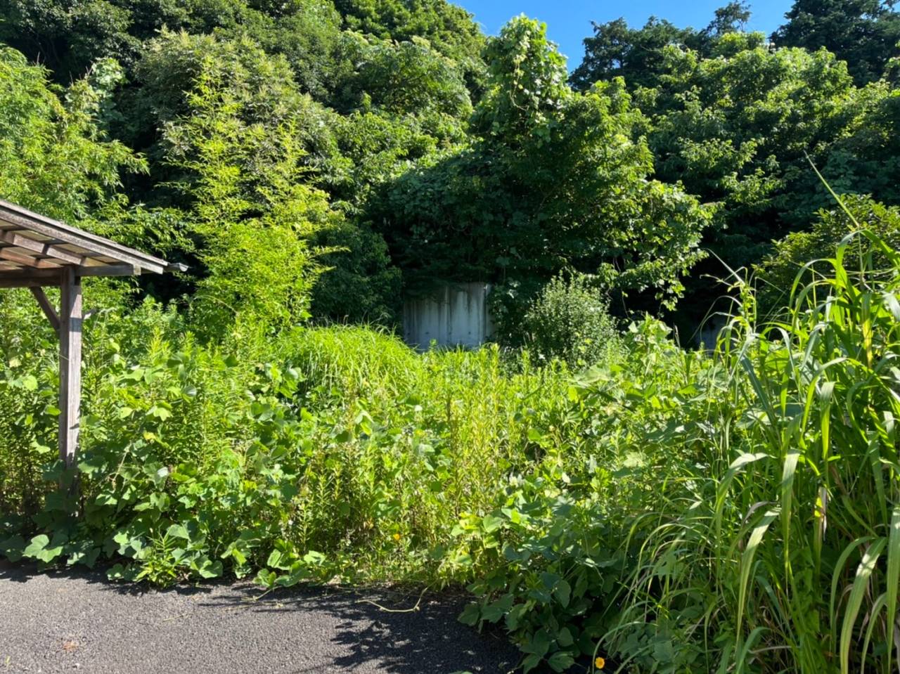 施工実績紹介No.169【横浜市泉区和泉町】500㎡以上のお庭で除草・竹伐採・樹木剪定を実施｜広い敷地を一括管理で安全・美観向上