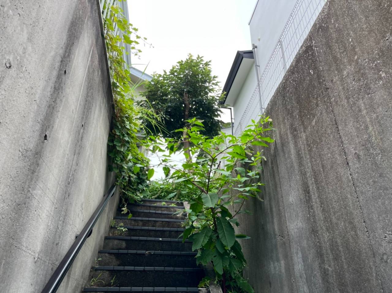 施工実績紹介No.168【横浜市磯子区洋光台】お庭の除草・ネズミモチの強剪定作業を実施｜庭をすっきり整え管理しやすい環境へ