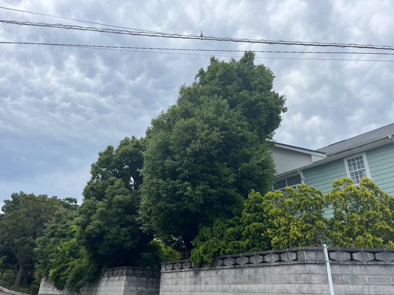 施工実績紹介No.173【横浜市泉区緑園】お庭のタブノキ・シラカシを強剪定作業｜大きくなり過ぎた常緑樹を安全に整理
